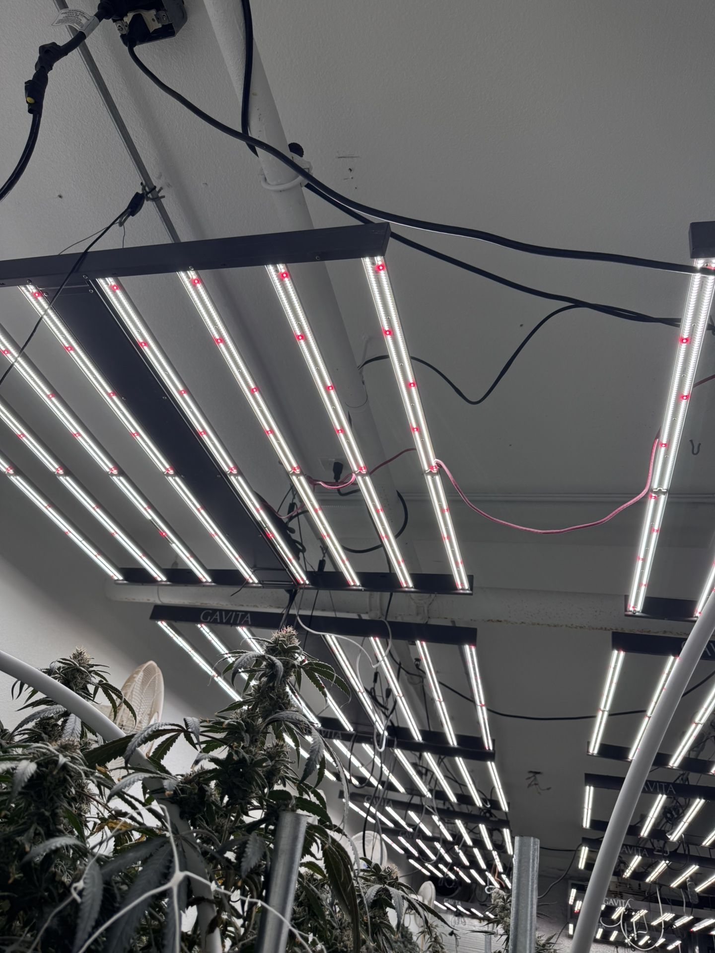 Gavita 1700 E LED 100% Working