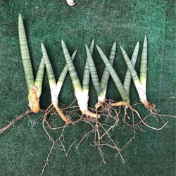 2,3 .4  Finger Plants