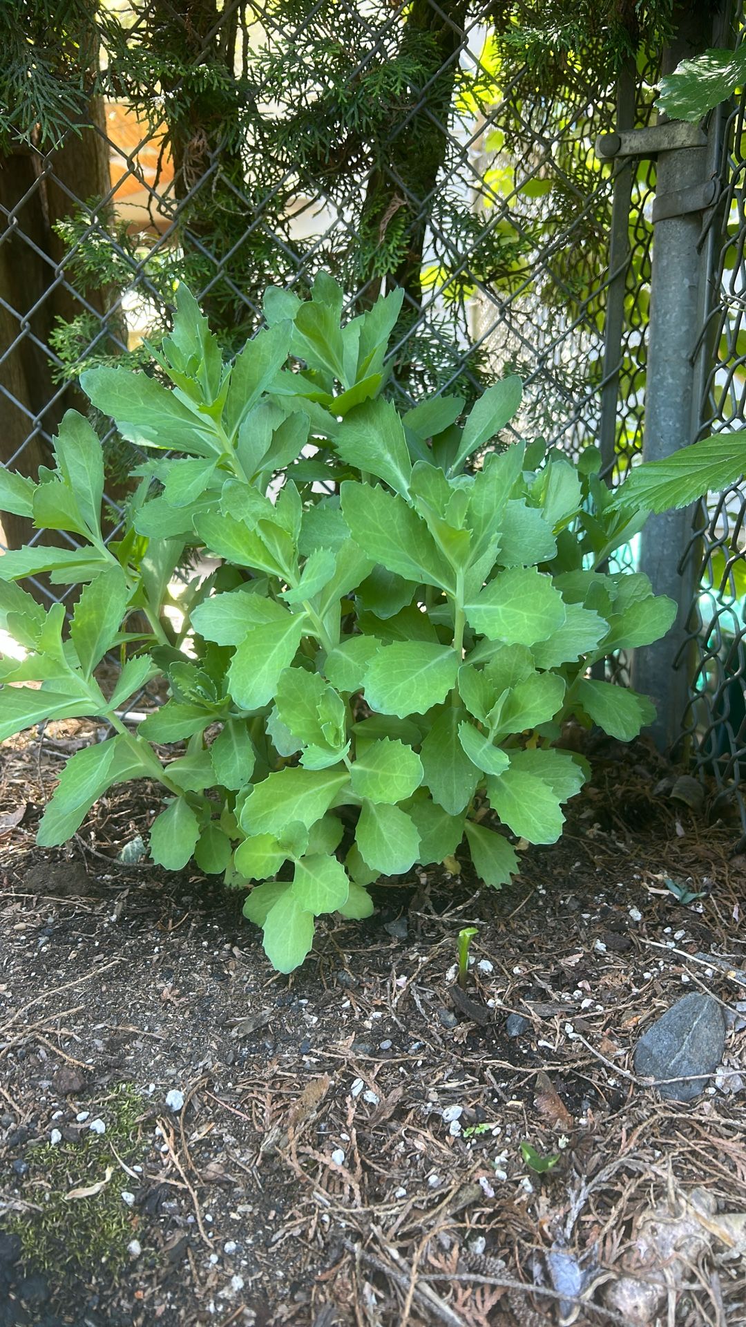 Plants