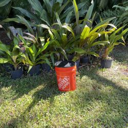 Purple Crinum Lilies 