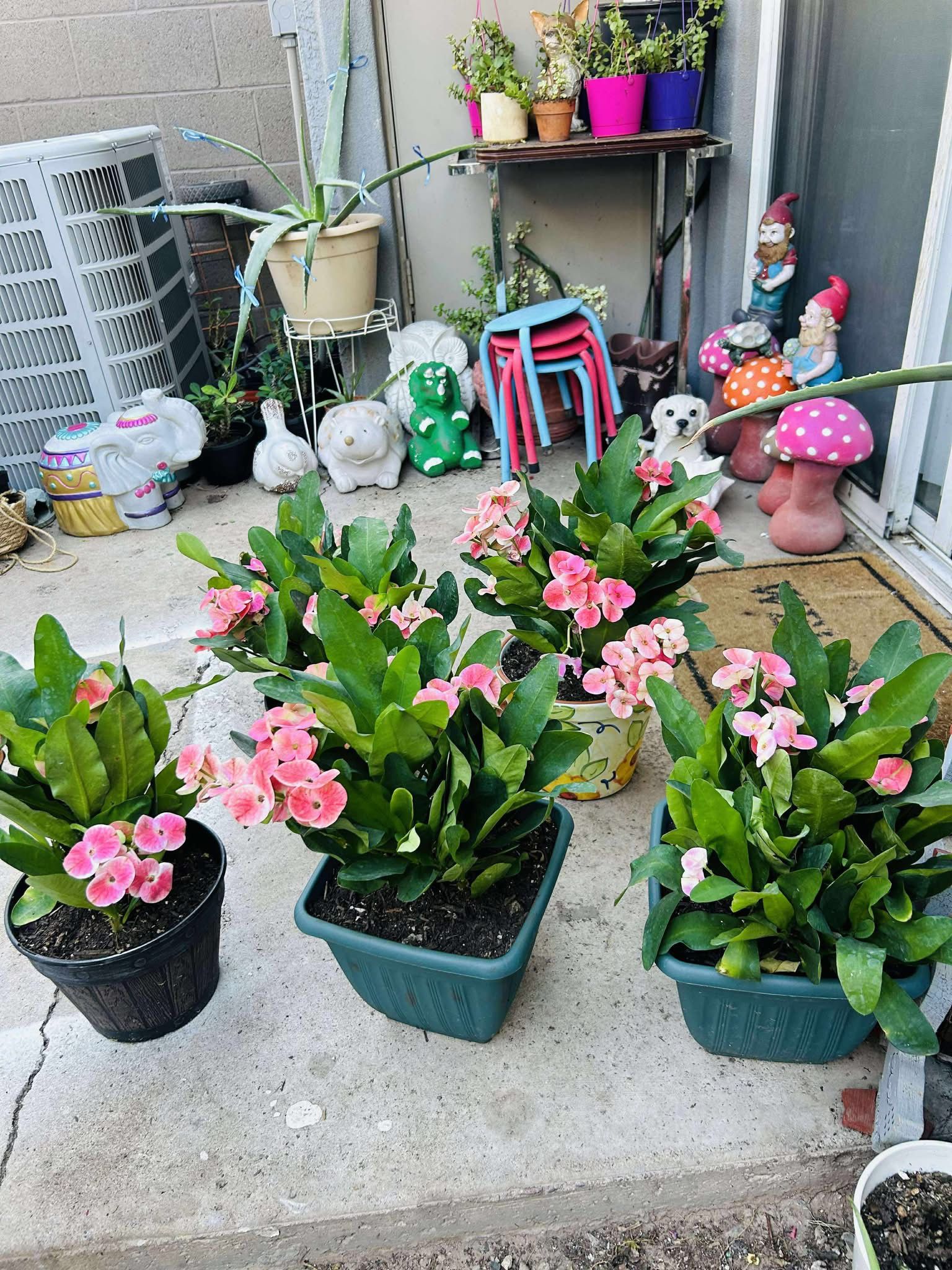 Corona de Cristo Planta Live Plant - (Phoenix) 20 Each