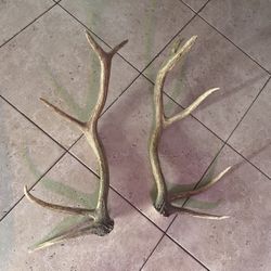 Elk Antlers Beautiful!