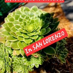 SUNDAY IN SAN LORENZO  SUNDAY  SAN LORENZO. STARTS AT 1PM