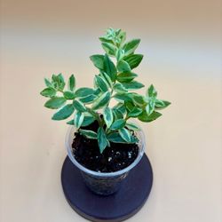 Variegated Lipstick Plant