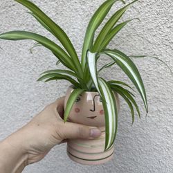Beautiful Variegated Spider Plant With Pot