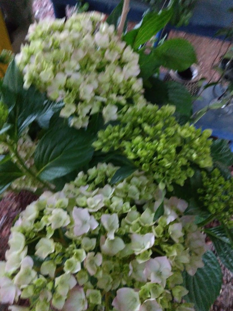 Hydrangea  Plants. 