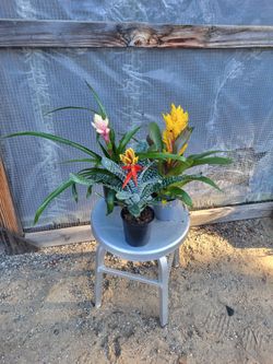 Bromeliad 4" Nursery Pot $4 each