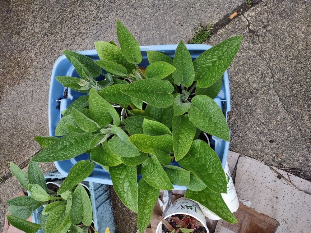 Organic Comfrey plants For Sale Stanwood