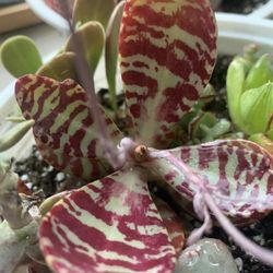 Rare Kalanchoe humalis ‘Desert Surprise’ Succulent (Rooted)