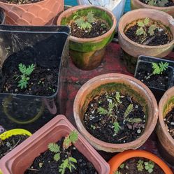 Mimosa Seedlings / Persian Silk Tree Seedlings 