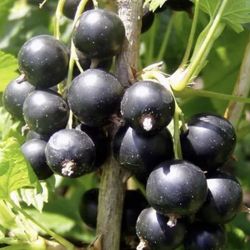 Black Currant (Ribes Nigrum)