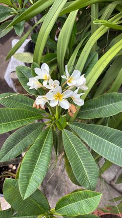 1gallon plumeria
