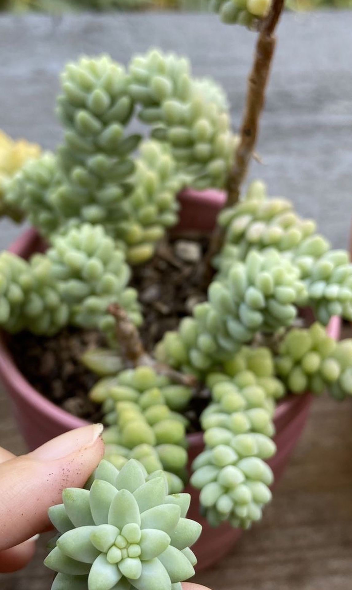 Succulent cutting Donkey Tail