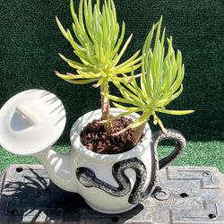 Serpent Design Teapot With Succulent 