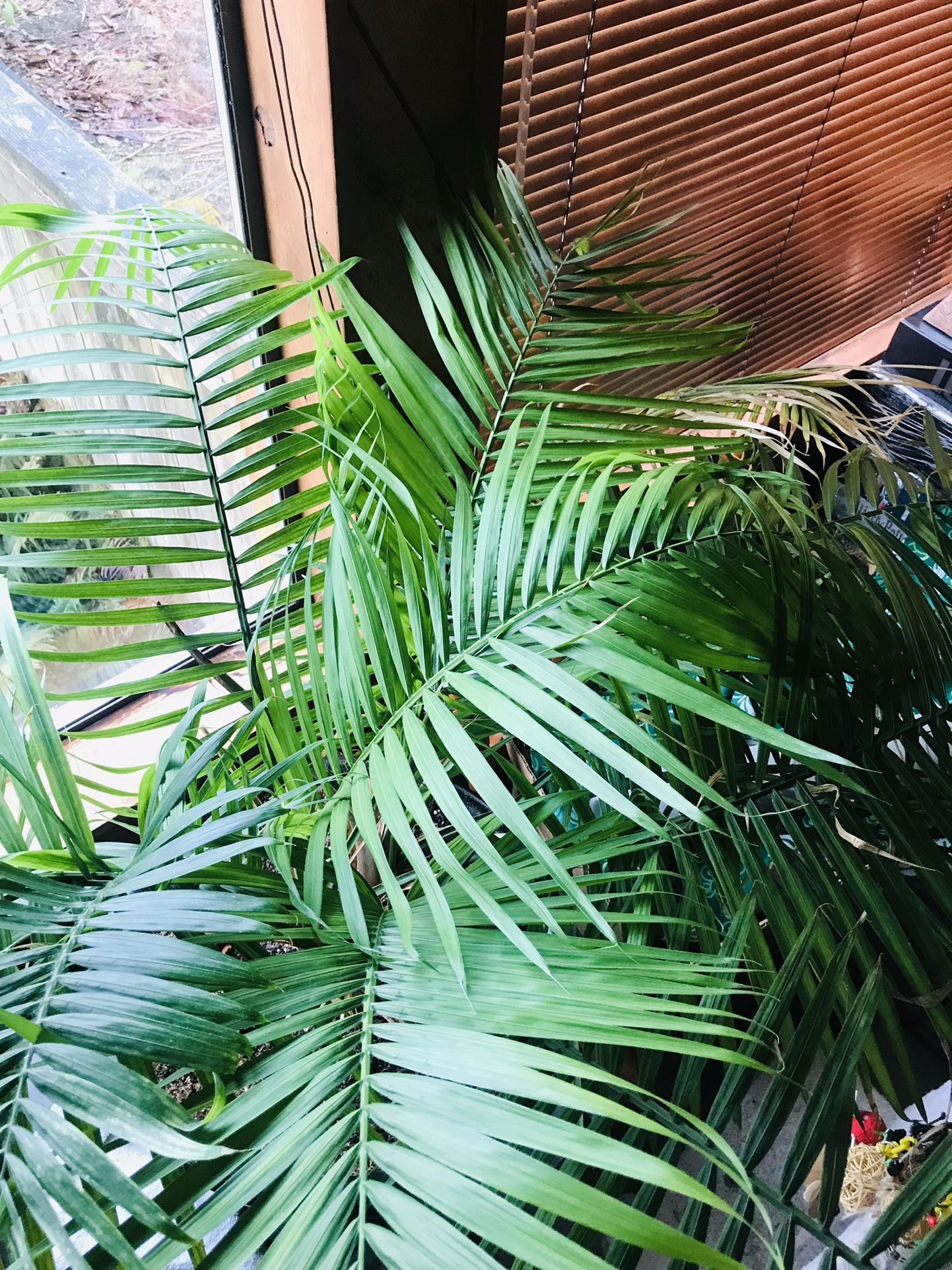 20” X 20”  inch pot with plant included all f