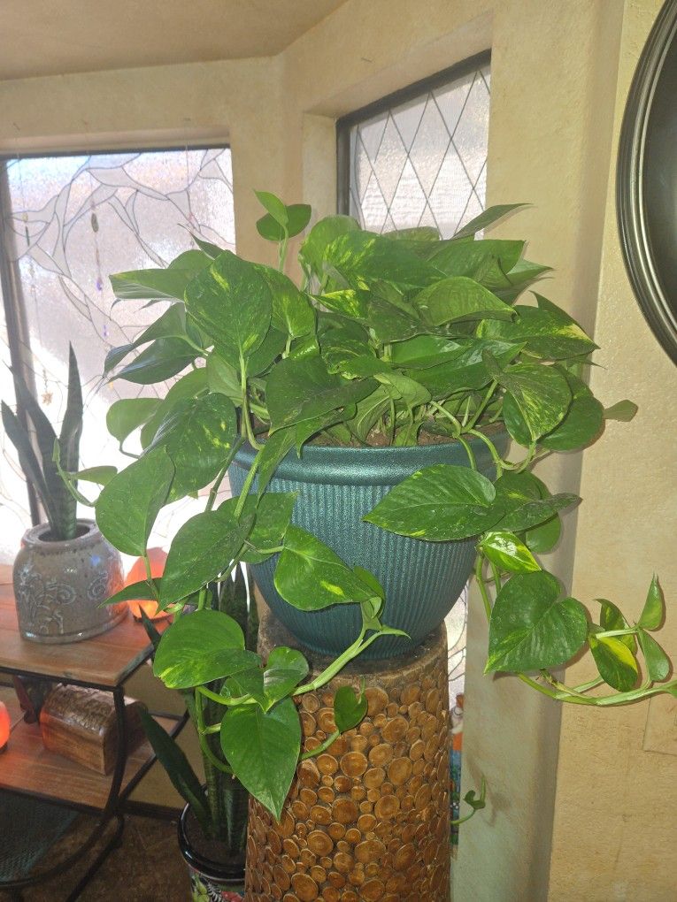 Large Gorgeous Pothos In 15in Wide Pot