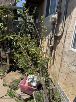guamuchiles Tree