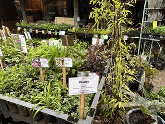Plant Sale And Garage Sale