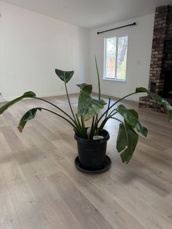 Bird Of Paradise Plant
