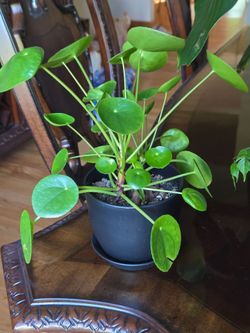Chinese money plant 🪴