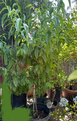 Peach Tree
