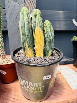 San Pedro cactus cluster