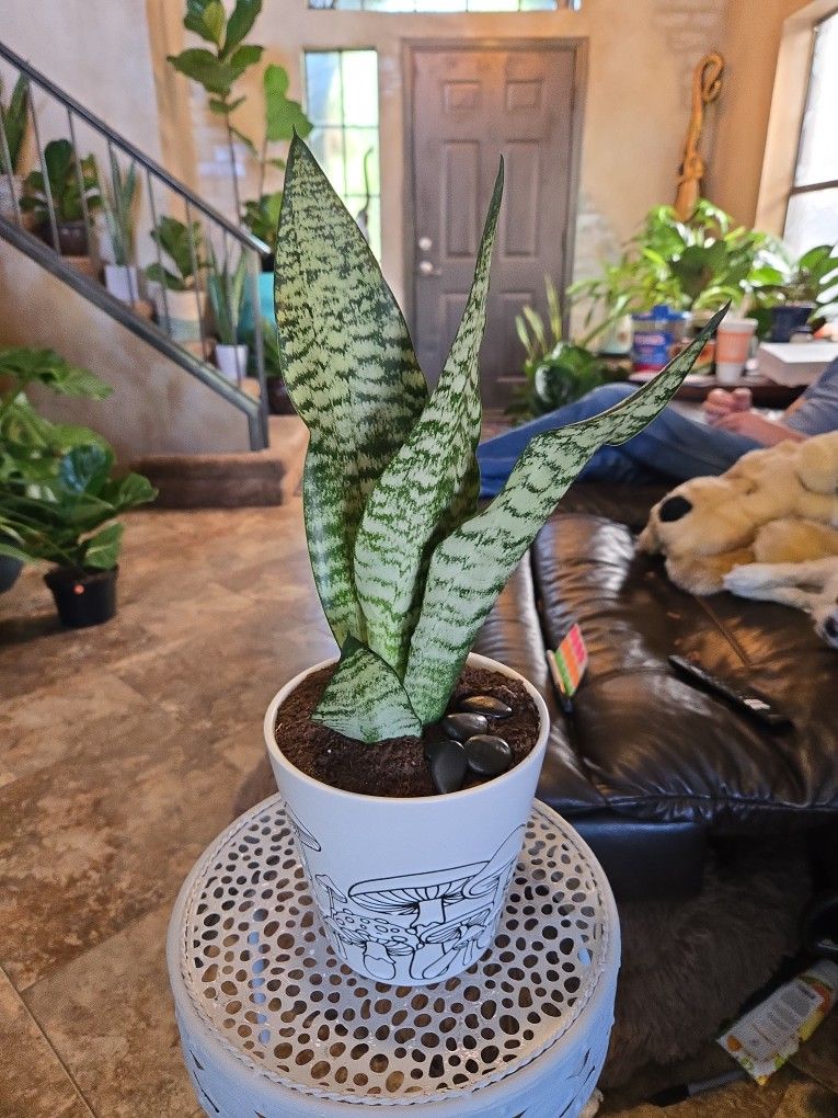 Small Sansevieria Snake Plant In 6in Ceramic Pot With Stones