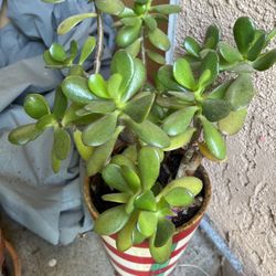 Jade Plant In A Pot Decorative Indoor Or Outdoors 
