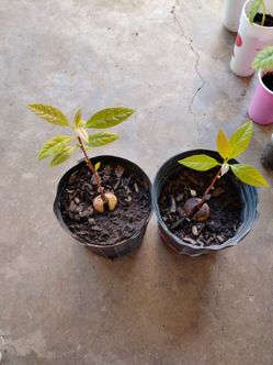 Plantas de aguacate $5 cada una