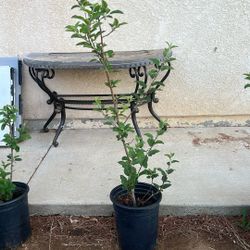 Organic Green Apple Tree