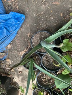 Aloe vera