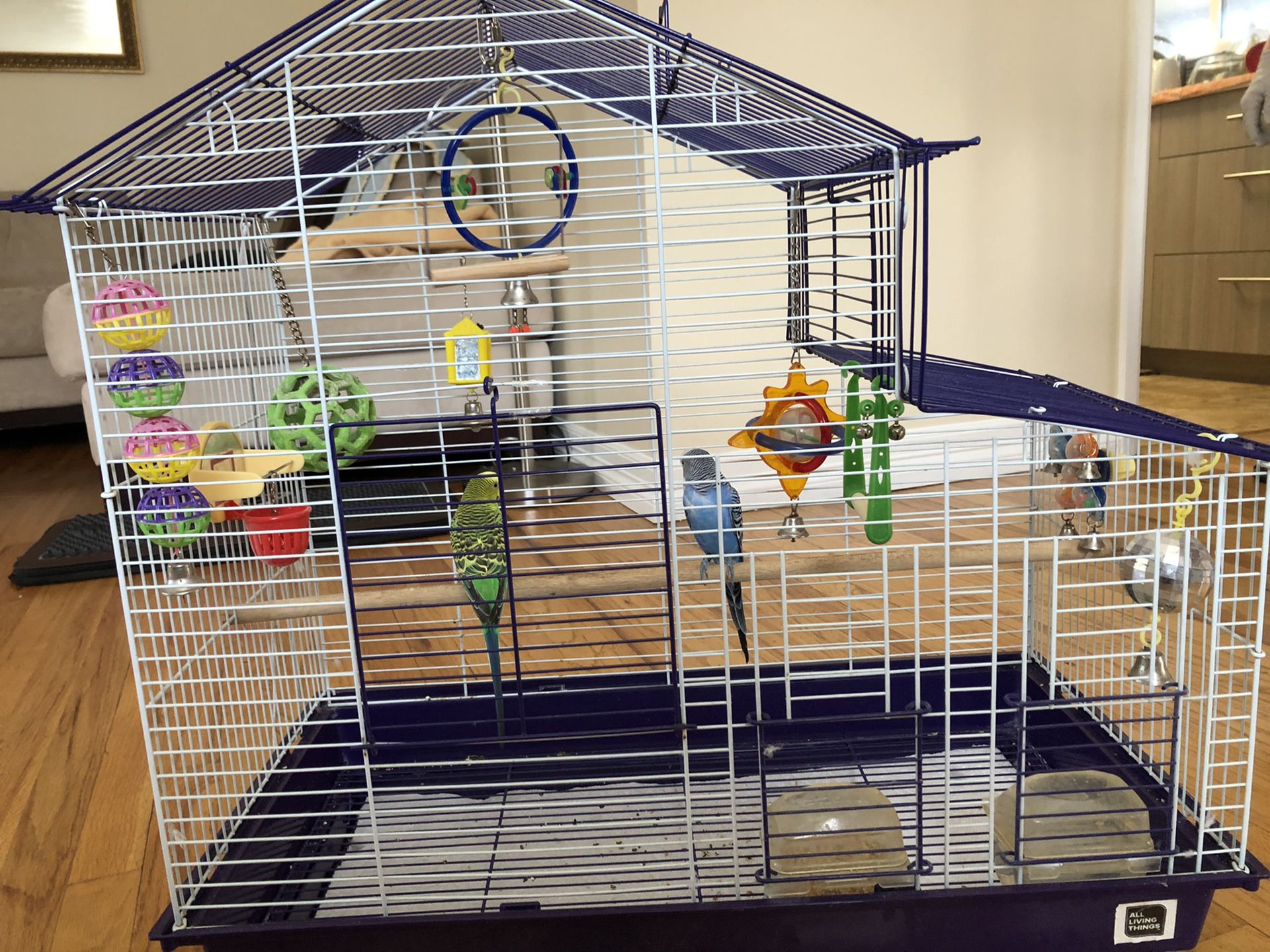 Parrots with large cage