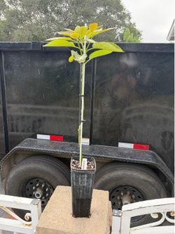 ***GRAFTED*** Edranol Avocado Tree LIVE PLANT