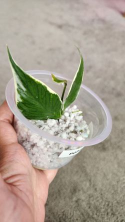 Variegated Hosta Plant rooted in Perlite