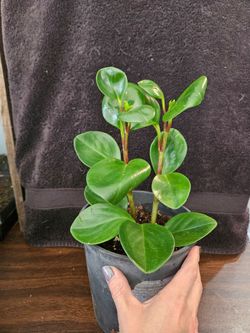 Tropical house plants
