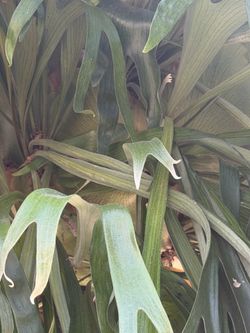 Plants