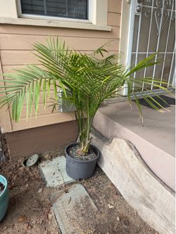 queen palm tree plant
