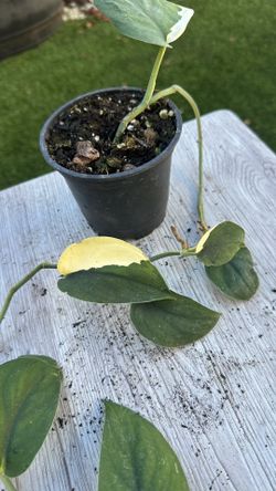 Scindapsus Jade  Variegated Plant