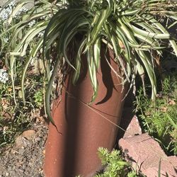 🌱  9️⃣ FREE Spider Plants❣️❣️❣️