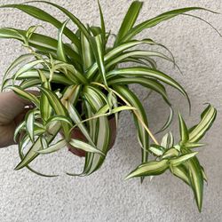 Beautiful Variegated Spider Plant 6’pot