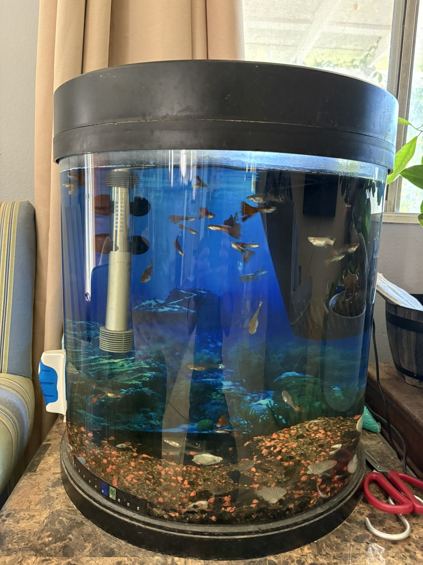 10 Gal Fish Tank With Filter/Heater