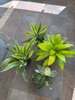Dracaenas