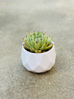 Succulents plants 🪴