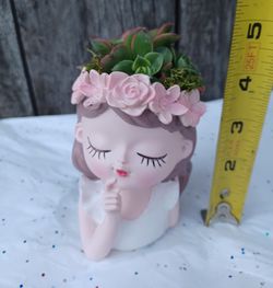 Live Succulent plant