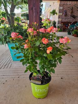 Knockout Rose Orange Glow Bushes PLANTS ARRIVE, BEAUTIFUL AND HEALTHY. $30 EACH