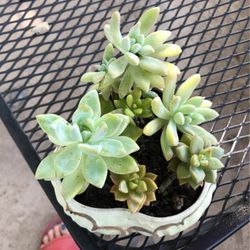 Succulents In Mini Cute Pot