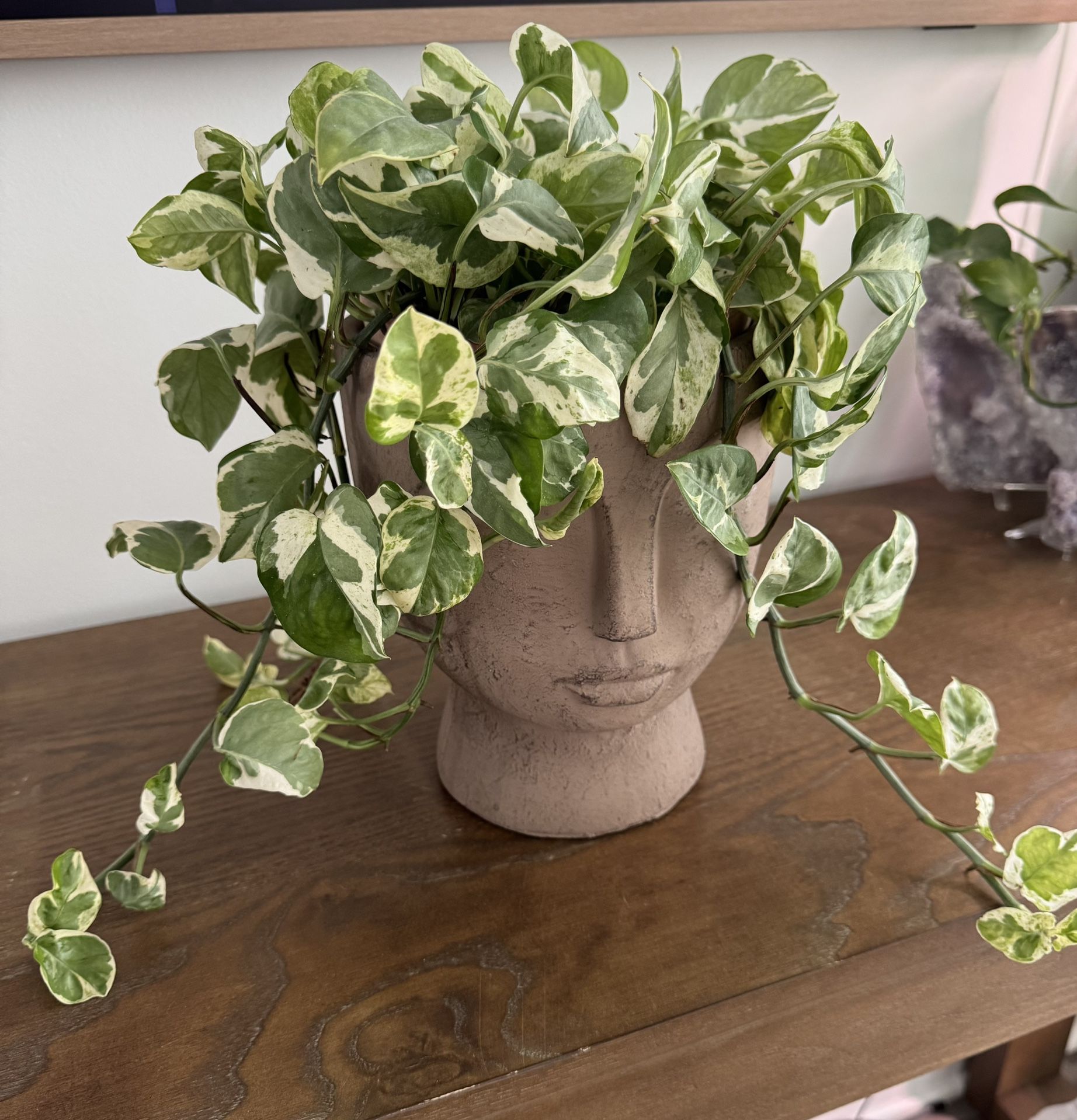 Live Plant - Marble Pothos