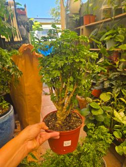 Ming aralia bonsai