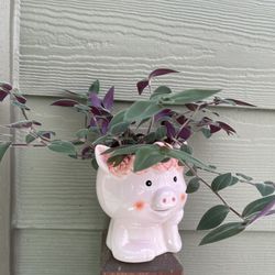 🎁 Baby Bunny Bellies  Fuzzy Houseplant With Purple Undersides In Cute Ceramic Pot.