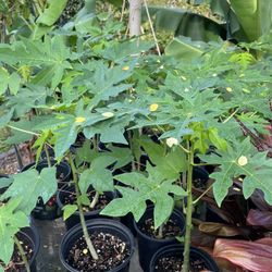 Papaya Trees 